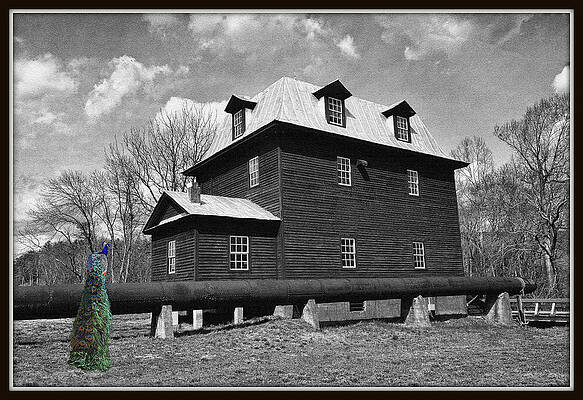 Peacock At The Mill In Selective Color by Constance Lowery Peacock At The Mill In Selective Color by Constance Lowery
