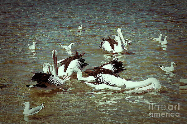 Wall Art - Photograph - Pelican Feeding Frenzy by Elaine Teague