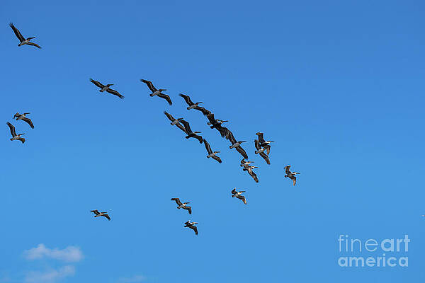 Pelican Flying Formation by Les Palenik Pelican Flying Formation by Les Palenik