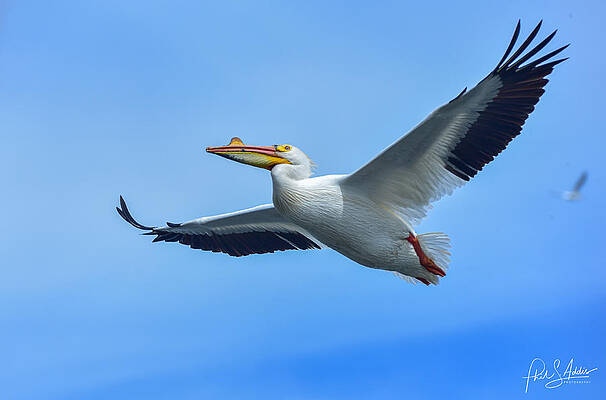 Pelican Glide by Phil S Addis Pelican Glide by Phil S Addis