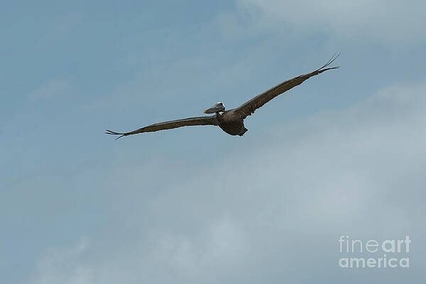 Pelican in Blue Sky - 8547 by Marvin Reinhart Pelican in Blue Sky - 8547 by Marvin Reinhart