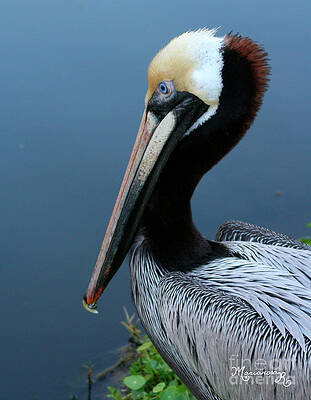 Pelican Profile by Mariarosa Rockefeller Pelican Profile by Mariarosa Rockefeller