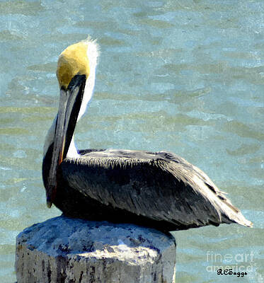 Pelican by Robert Suggs Pelican by Robert Suggs