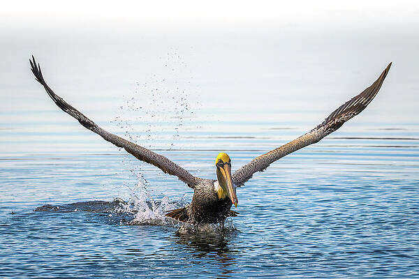 Wall Art - Photograph - Pelican Wings by Bill Cubitt