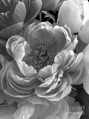 Peonies Series B and W 1-3 by J Doyne Miller Peonies Series B and W 1-3 by J Doyne Miller