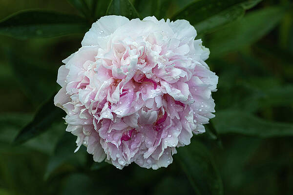 Peony 1-2021 by Thomas Young Peony 1-2021 by Thomas Young