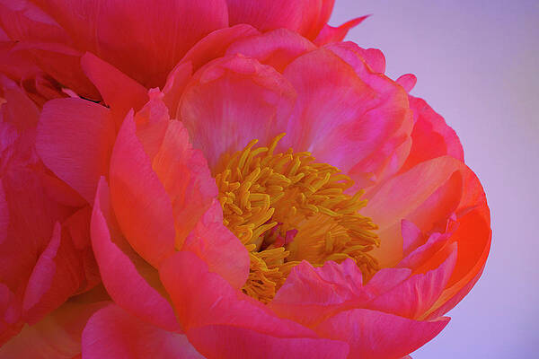 Wall Art - Photograph - Peony Blossoms in Spring by Lindsay Thomson