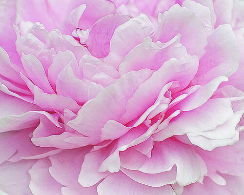 Wall Art - Photograph - Peony by Kathi Mirto