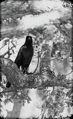  Photograph - Perceived by Mireyah Wolfe