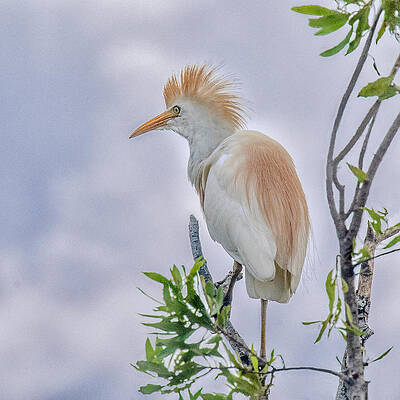 Perched Cattle Egret by Gordon Ripley Perched Cattle Egret by Gordon Ripley