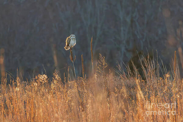  Photograph - Perched by Terry Geerdts