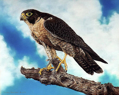 Peregrine Falcon by Linda Becker Peregrine Falcon by Linda Becker