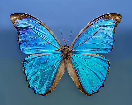 Wall Art - Photograph - Perfect - Blue Morpho by KJ Swan