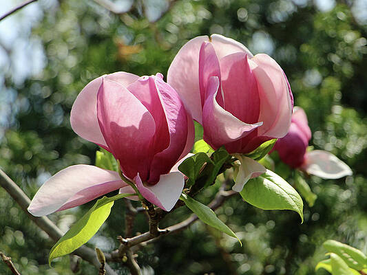 Perfection in Pink by Linda Joyce Ott Perfection in Pink by Linda Joyce Ott