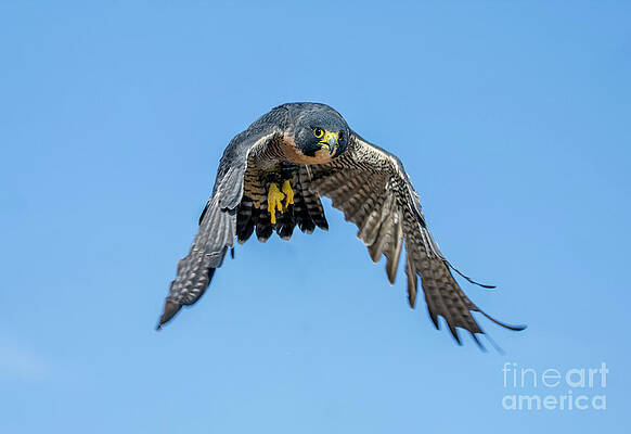 Wall Art - Photograph - Peregrine Falcon #9 by Shirley Dutchkowski