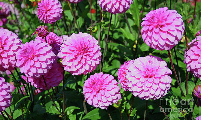 Perky Dahlias by Norma Appleton Perky Dahlias by Norma Appleton