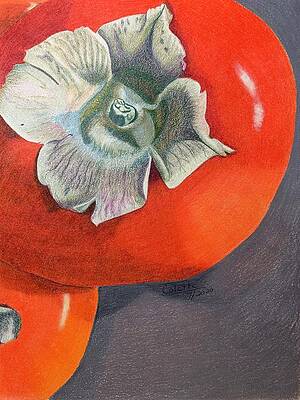 Wall Art - Drawing - Persimmons by Colette Lee