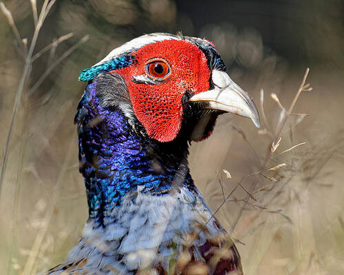 Wall Art - Photograph - Pheasant Portrait by KJ Swan