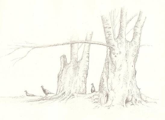 Pheasants in Combe Lane by GORDON PALMER Pheasants in Combe Lane by GORDON PALMER