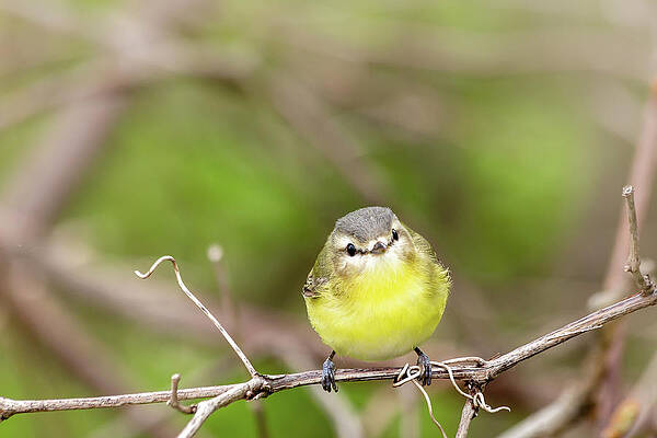 Wall Art - Photograph - Philadelphia vireo by SAURAVphoto Online Store