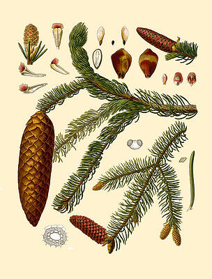 Picea Abies Print by Walther Otto Mueller
