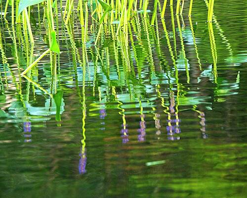 Pickerel Weed Reflection by Steven Ralser Pickerel Weed Reflection by Steven Ralser