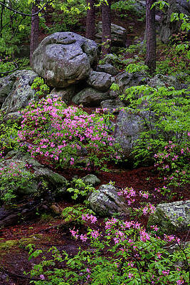 Pickle Springs Natural Area by Robert Charity Pickle Springs Natural Area by Robert Charity
