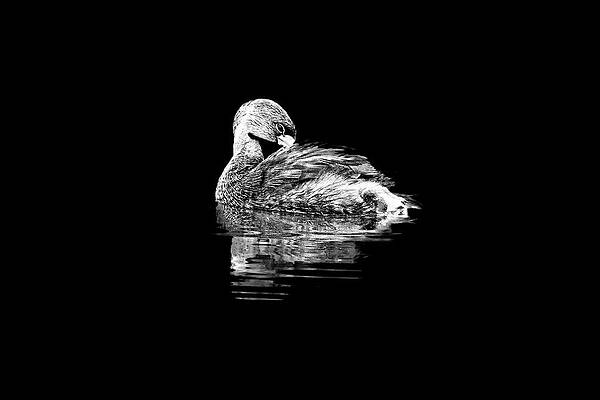 Pied-billed Grebe in BW by Perla Copernik Pied-billed Grebe in BW by Perla Copernik