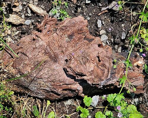 Wall Art - Photograph - Pig Head Tree Chunk 2022 12132023a by Cindy's Creative Corner