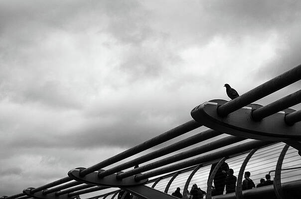 Pigeon On The Structure Of A Bridge by Jonathan Lopez