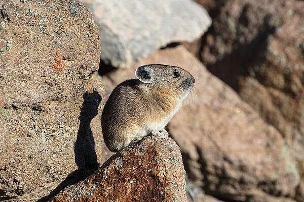 Wall Art - Photograph - Pika, Ochotona princeps, Yellowstone National Park by The Yellowstone Collection