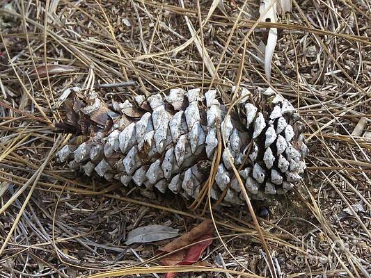 Pine Cone from Bok Tower by World Reflections By Sharon Pine Cone from Bok Tower by World Reflections By Sharon