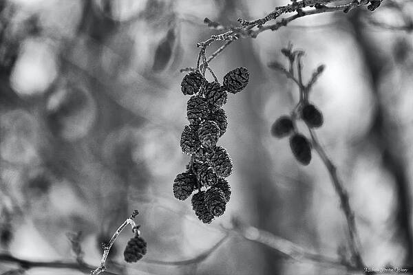 Pine Cones by Michaela Preston Pine Cones by Michaela Preston