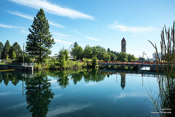Serene Wall Art featuring the photograph Pine Tree And Clocktower by Tom Cochran