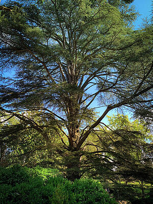 Pine Tree by Lora J Wilson Pine Tree by Lora J Wilson