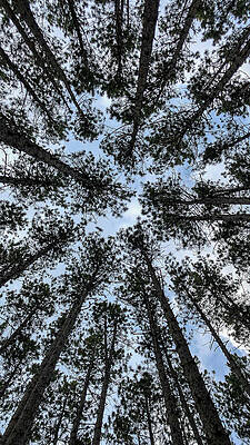 Pines From Below by Jessie Grund