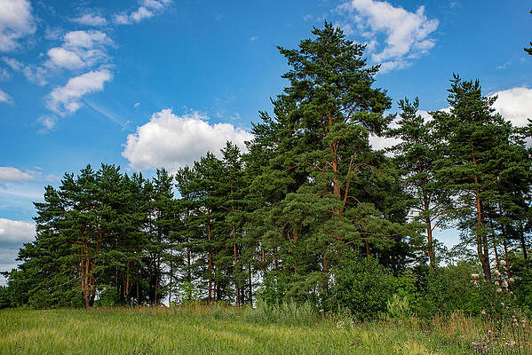 Pines. by Sergei Fomichev Pines. by Sergei Fomichev