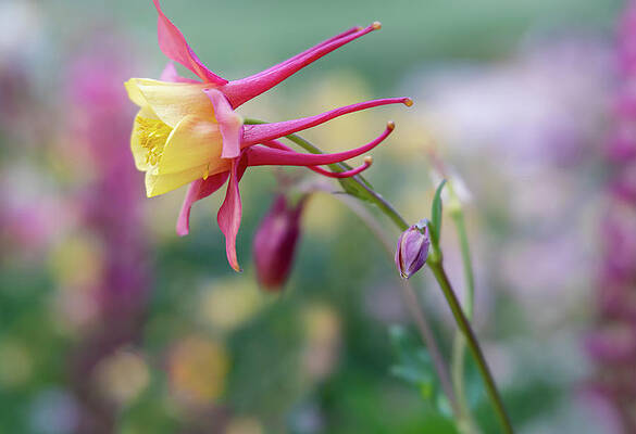 Pink and Yellow Columbine by Barbara Rogers Pink and Yellow Columbine by Barbara Rogers