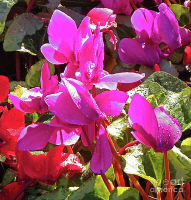 Pink Begonias by Frank Littman Pink Begonias by Frank Littman