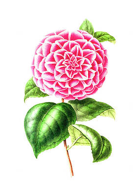 Camellias Drawings for Sale - Fine Art America