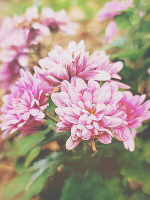 Pink Chrysanthemum Flowers  by Stacey Johansen