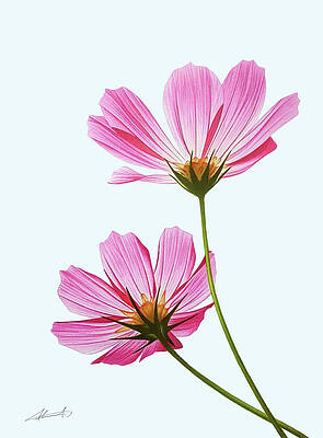 Cosmos Flower Drawings Pixels Flower drawings of cosmos flowers by katrina of blushed design. cosmos flower drawings pixels