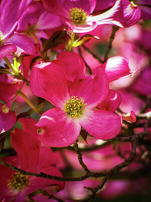 Pink Dogwood Flowers by Jean Peavler