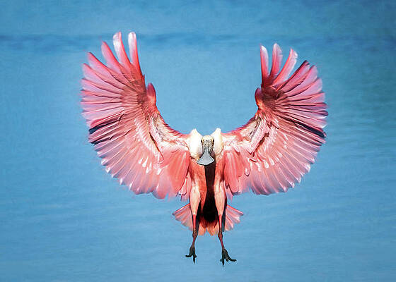Pink Flamboyance by Jaki Miller Pink Flamboyance by Jaki Miller