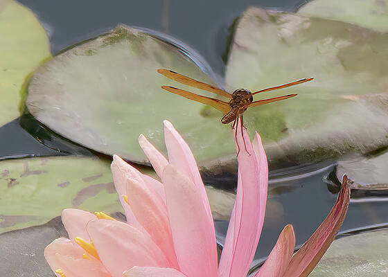 Pink Lily Dragonfly by Robert Wilder Jr Pink Lily Dragonfly by Robert Wilder Jr