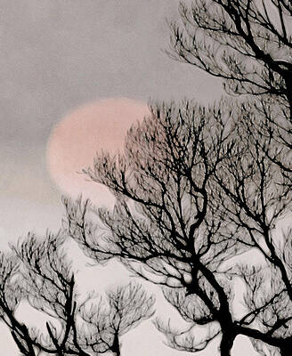 Pink Moon by Susan Maxwell Schmidt Pink Moon by Susan Maxwell Schmidt
