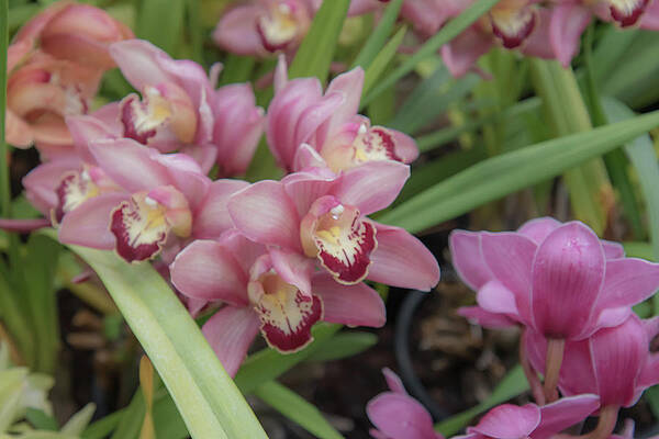 Wall Art - Photograph - Pink Orchids by Christina McGoran