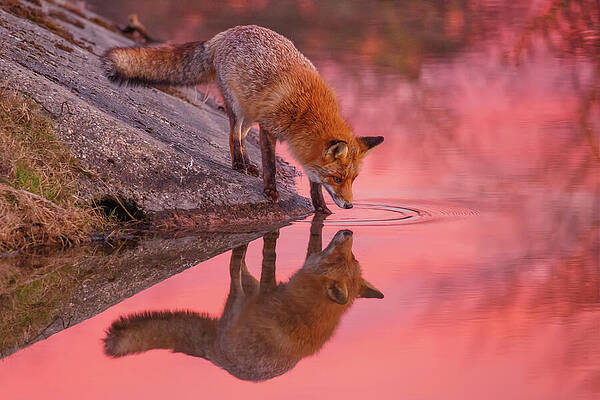 Pink Paradise by Roeselien Raimond