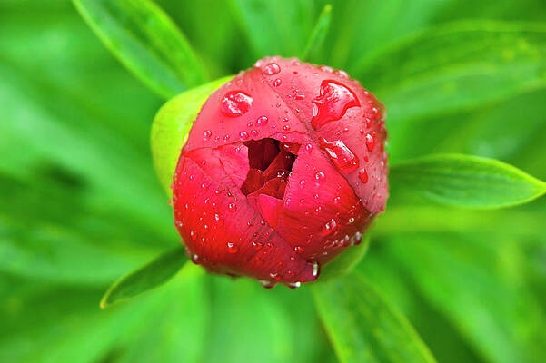 Pink peony bud by Anna Kluba Pink peony bud by Anna Kluba