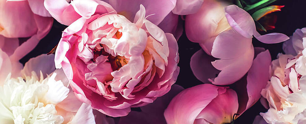 Pink peony flowers as floral art background, botanical flatlay a by Anneleven Home Pink peony flowers as floral art background, botanical flatlay a by Anneleven Home